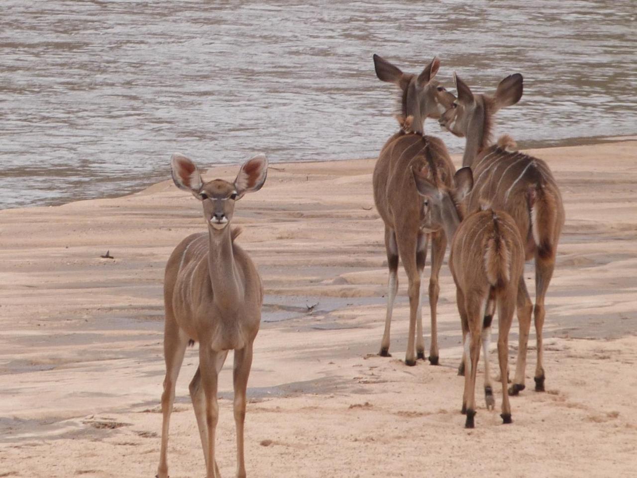 Woodlands Stop Over And Lodge Francistown Dış mekan fotoğraf